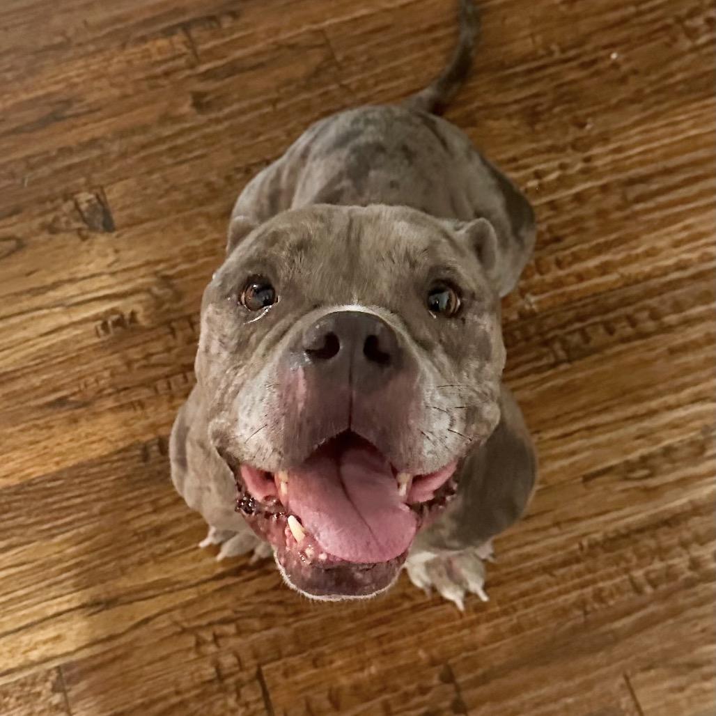 Enlarge Charlie Boy, a Adoptable Pit Bull Terrier in Dallas, TX image 3/4