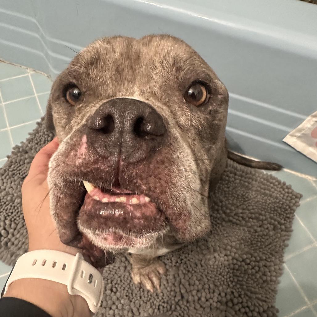 Enlarge Charlie Boy, a Adoptable Pit Bull Terrier in Dallas, TX image 4/4