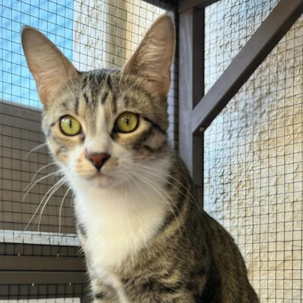 Kitty, ADOPTABLE, Young Female Domestic Short Hair.