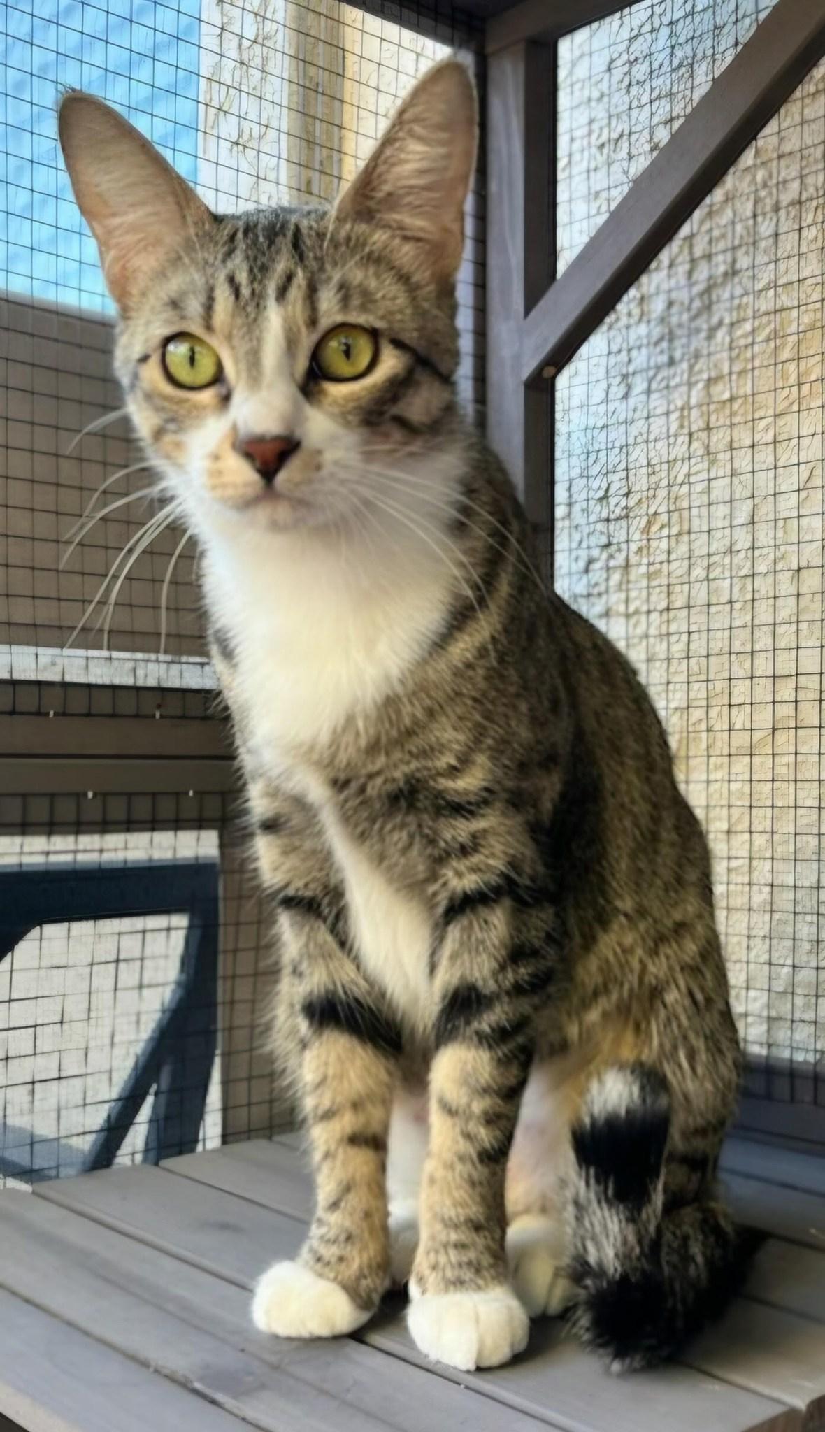 Kitty, a ADOPTABLE Domestic Short Hair in Queen Creek, AZ image 2/2