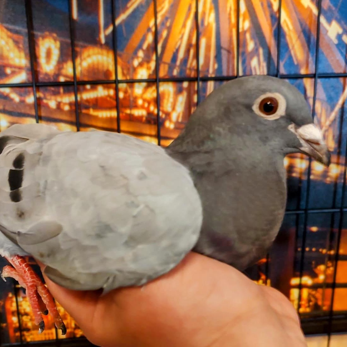 Enlarge Buku, a Adoptable Pigeon in Chicago, IL image 1/2