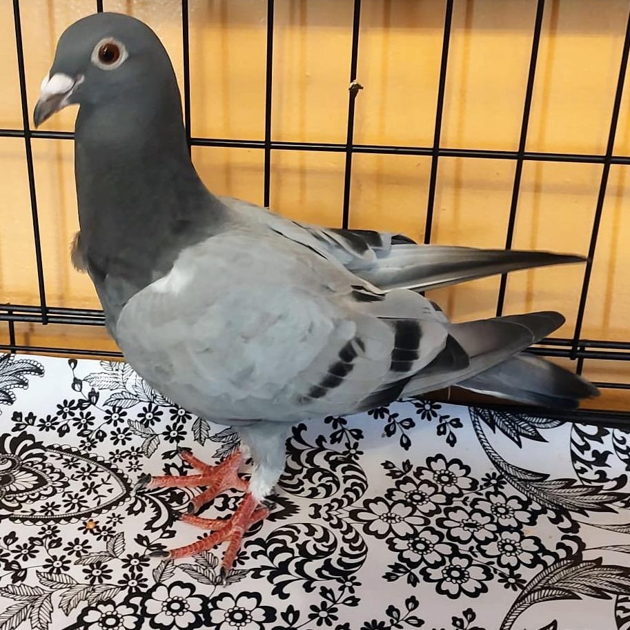 Enlarge Buku, a Adoptable Pigeon in Chicago, IL image 2/2