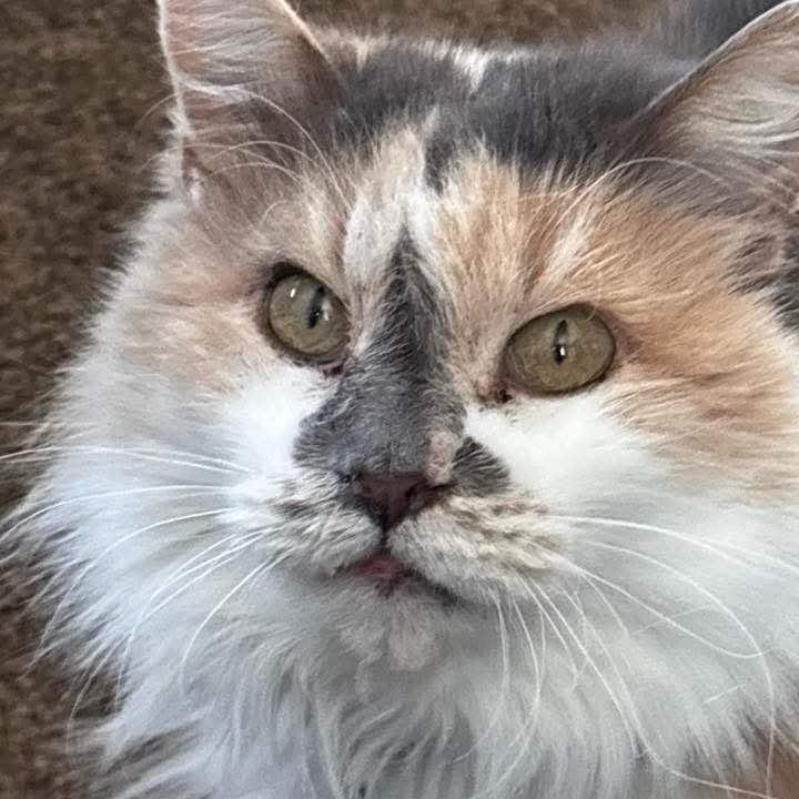 Bella, Adoptable, Senior Female Himalayan.