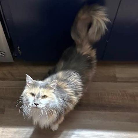 Enlarge Bella, a Adoptable Himalayan in Muscatine, IA image 2/4