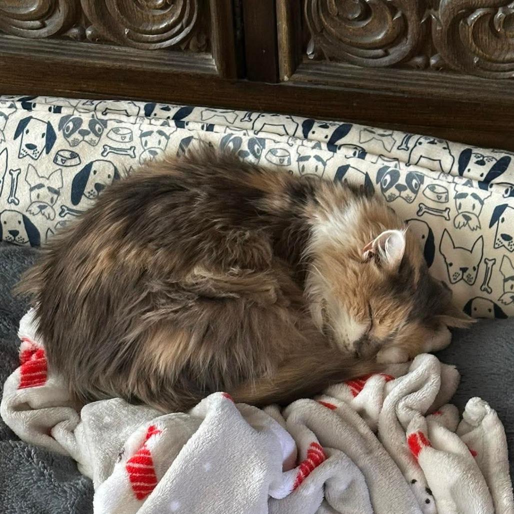 Enlarge Bella, a Adoptable Himalayan in Muscatine, IA image 4/4