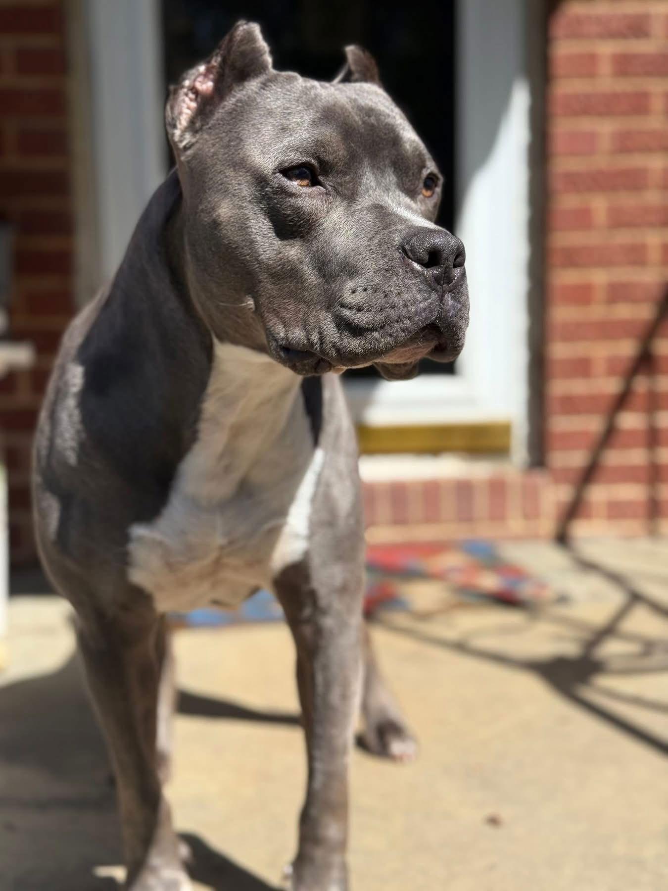 Spock, Adopted, Adult Male Pit Bull Terrier.