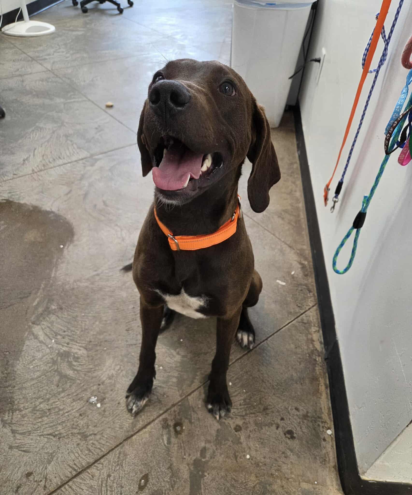 Hunter, an adoptable Hound in Roosevelt, UT, 84066 | Photo Image 4