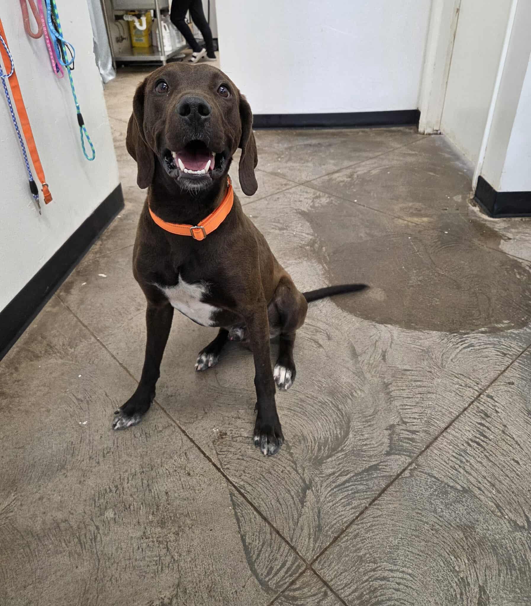 Hunter, an adoptable Hound in Roosevelt, UT, 84066 | Photo Image 2