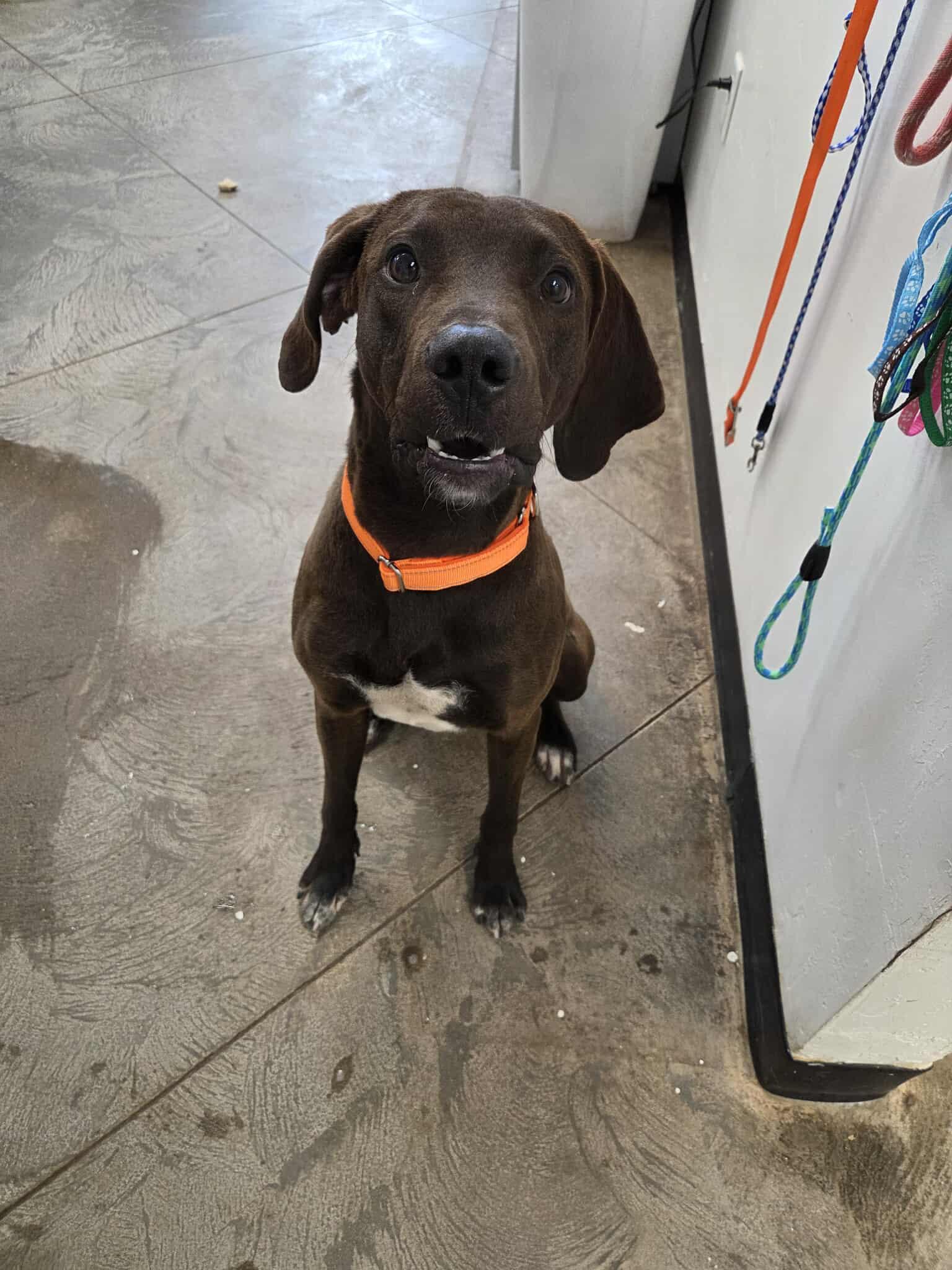 Hunter, an adoptable Hound in Roosevelt, UT, 84066 | Photo Image 3