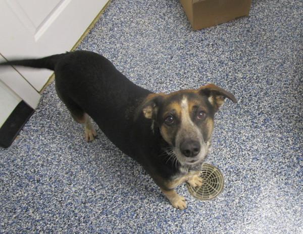 Enlarge Mazie, a Adoptable mixed breed in Nicholasville, KY image 2/4