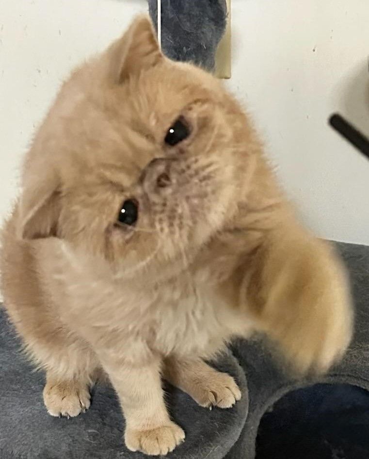 Creamy - ADOPTION PENDING, Adopted, Adult Male Exotic Shorthair.