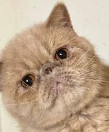 Creamy - ADOPTION PENDING, a Adopted Exotic Shorthair in Columbus, OH image 3/3