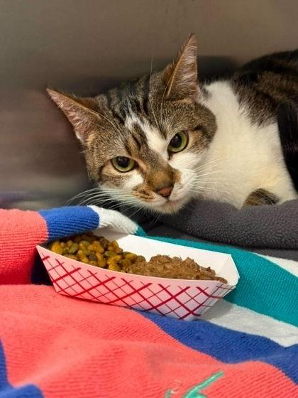 Honey, adopted, Adult Female Domestic Short Hair.