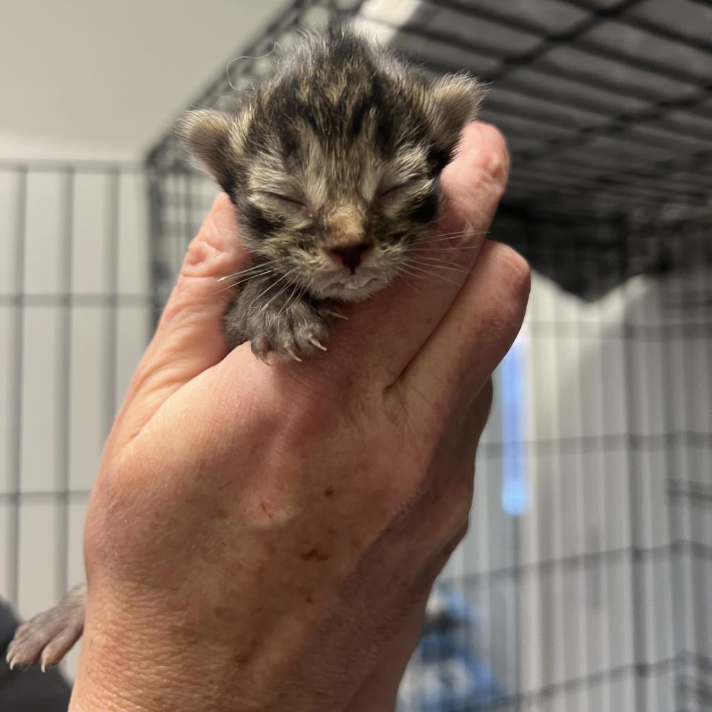 Savannah Mae, Adoptable, Adult Female Domestic Medium Hair.