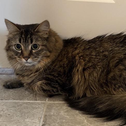 Savannah Mae, a Adoptable Domestic Medium Hair in Brevard, NC image 2/2