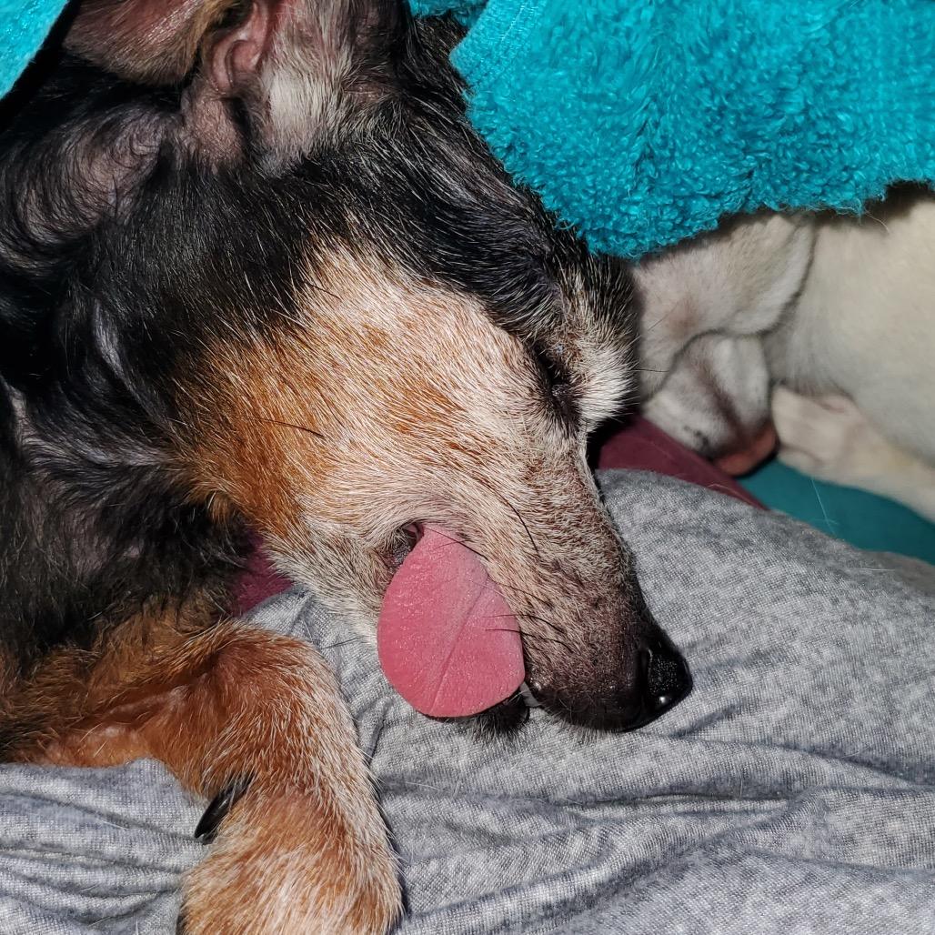 Baby Girl, Adoptable, Senior Female Yorkshire Terrier & Chihuahua.