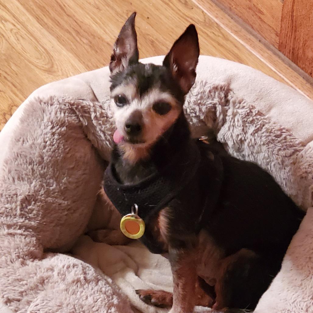 Enlarge Baby Girl, a Adoptable mixed breed in Kokomo, IN image 2/6