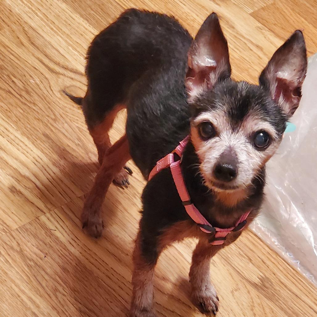 Enlarge Baby Girl, a Adoptable mixed breed in Kokomo, IN image 3/6