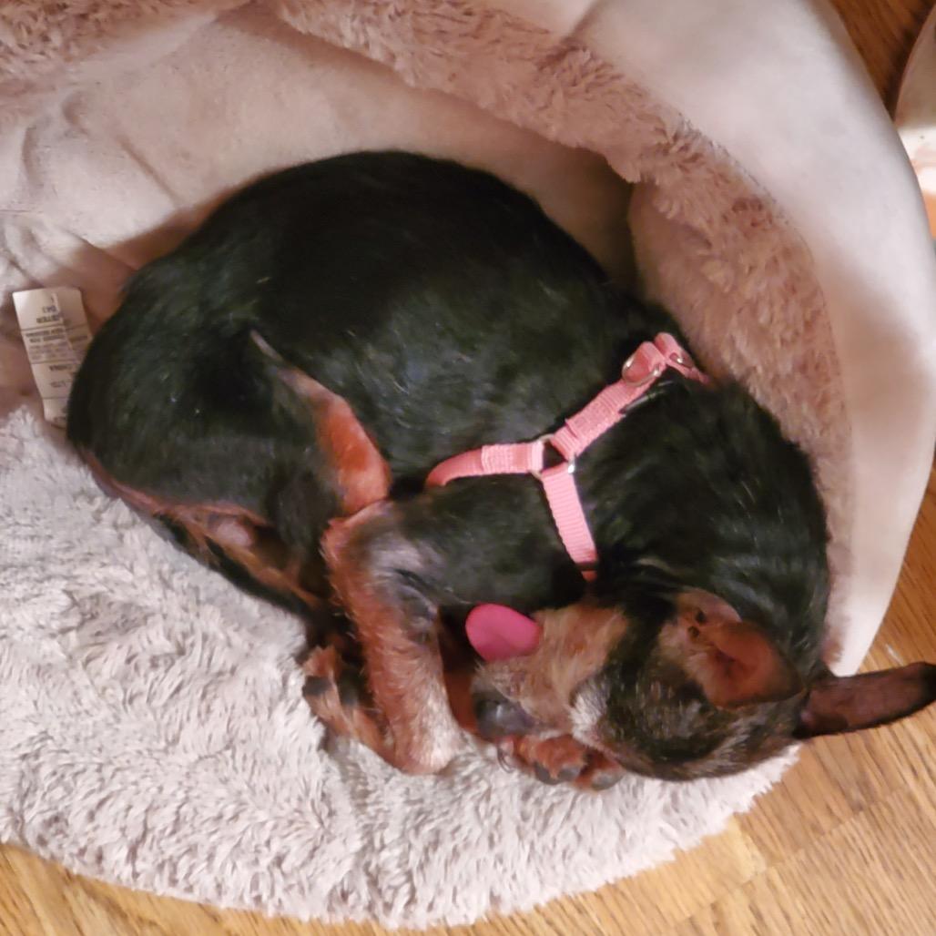 Enlarge Baby Girl, a Adoptable mixed breed in Kokomo, IN image 4/6