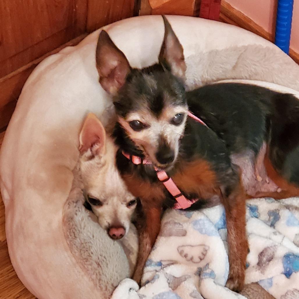 Enlarge Baby Girl, a Adoptable mixed breed in Kokomo, IN image 5/6