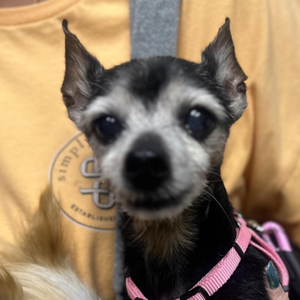 Enlarge Baby Girl, a Adoptable mixed breed in Kokomo, IN image 6/6