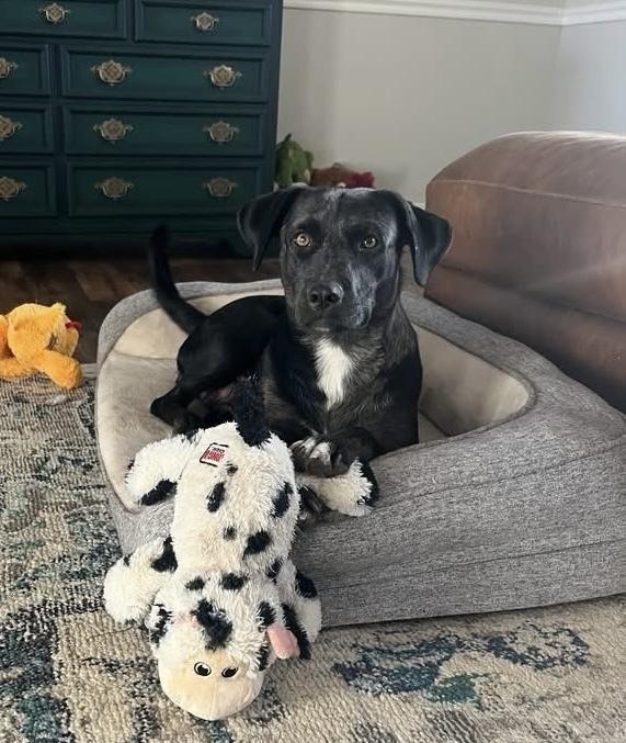 Boddye / Lillith, Adoptable, Adult Female Labrador Retriever & Mixed Breed.