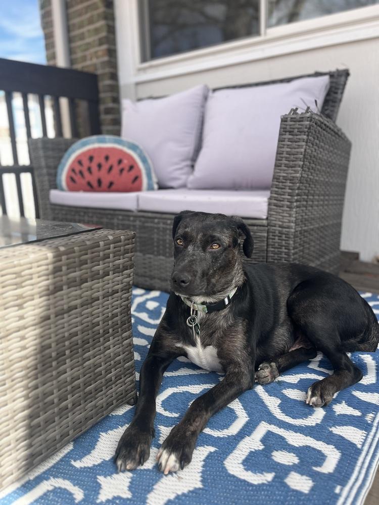 Boddye / Lillith, a Adoptable mixed breed in Broomfield, CO image 1/6