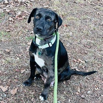 Boddye / Lillith, a Adoptable mixed breed in Broomfield, CO image 2/6