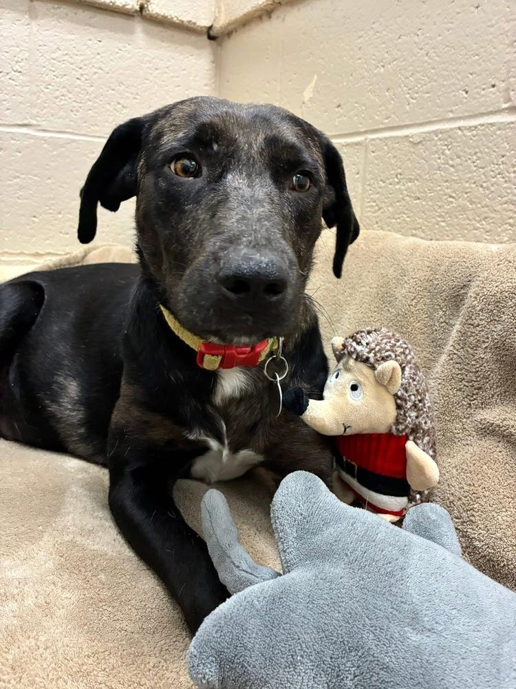 Boddye / Mama Lillith, a Adoptable mixed breed in Broomfield, CO image 2/6