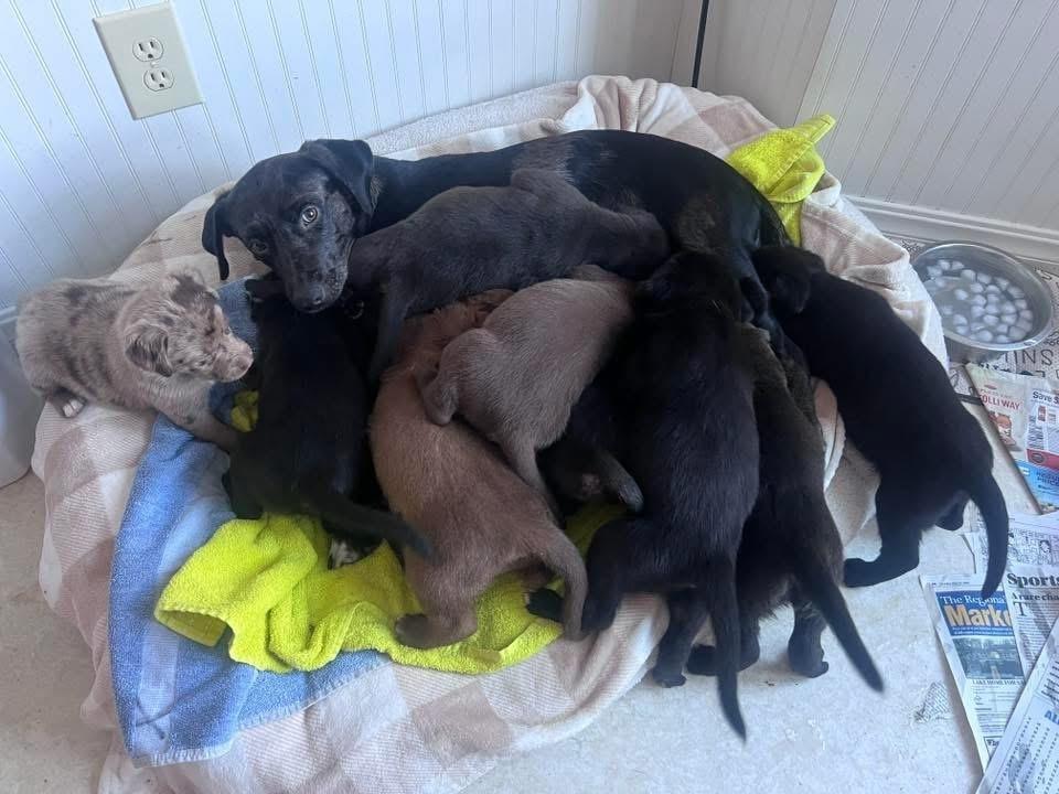 Boddye / Mama Lillith, a Adoptable mixed breed in Broomfield, CO image 3/6