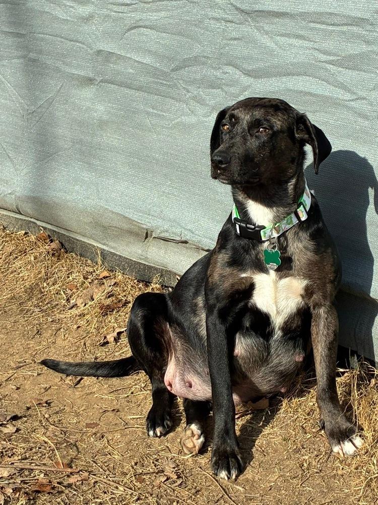 Boddye / Mama Lillith, a Adoptable mixed breed in Broomfield, CO image 4/6