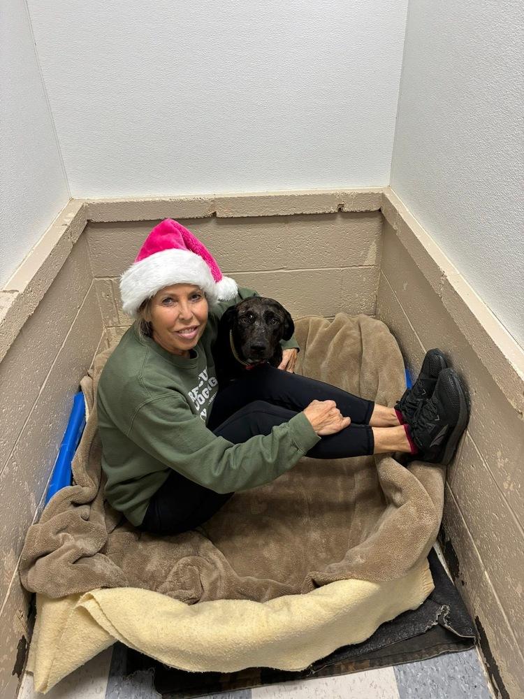 Boddye / Mama Lillith, a Adoptable mixed breed in Broomfield, CO image 5/6