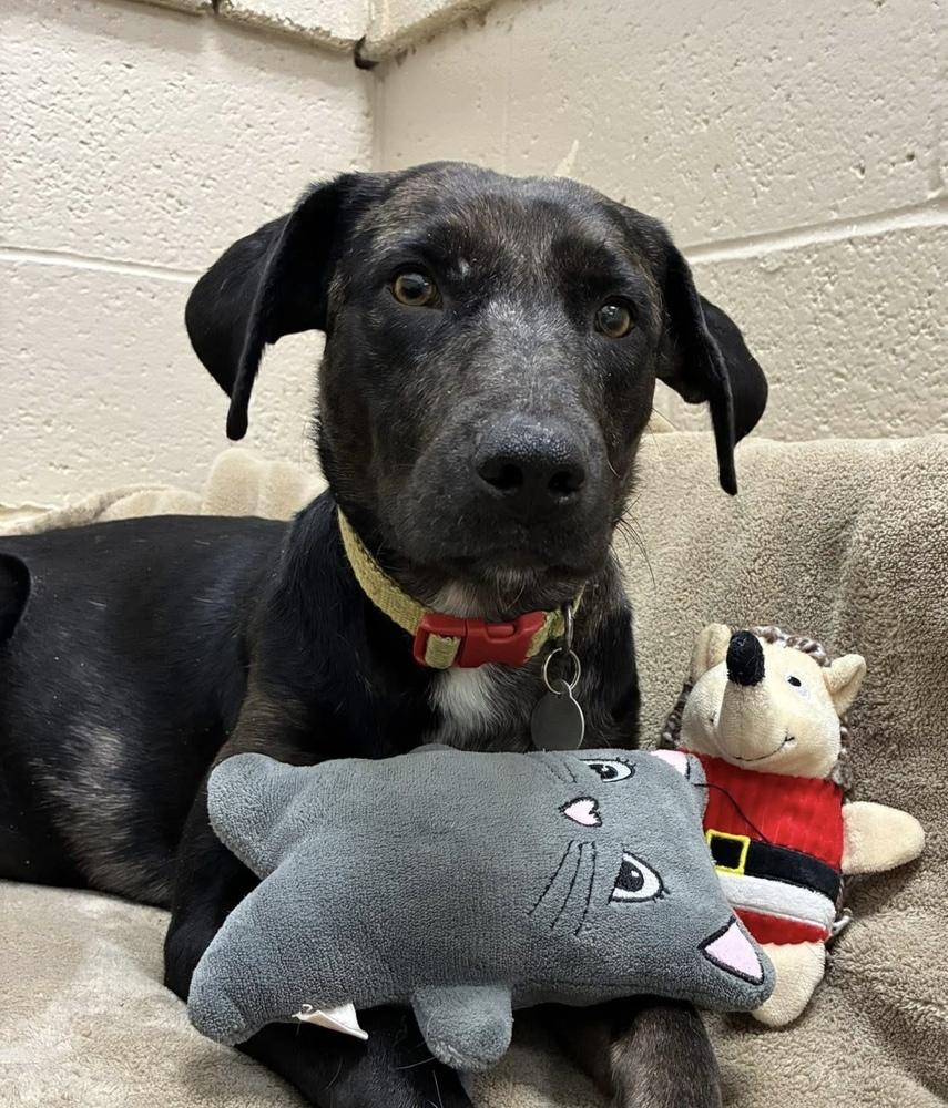 Boddye / Mama Lillith, a Adoptable mixed breed in Broomfield, CO image 6/6