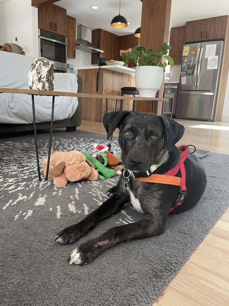 Boddye / Lillith, a Adoptable mixed breed in Broomfield, CO image 4/6