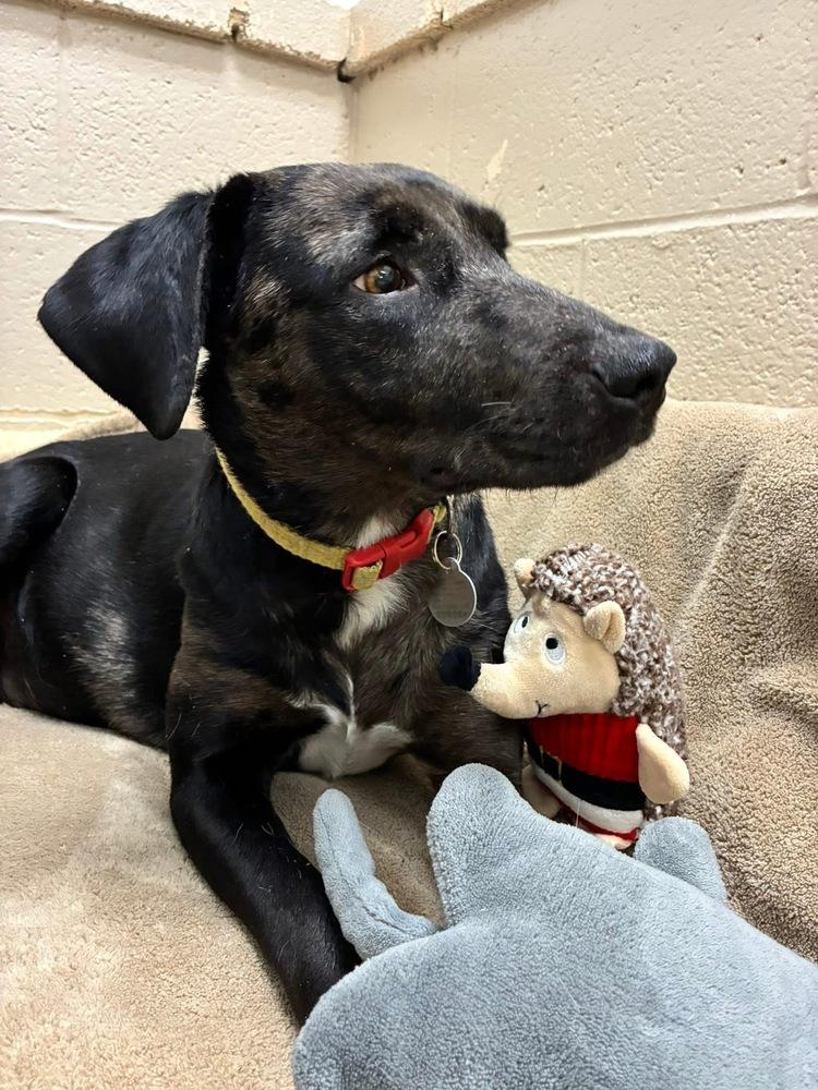 Boddye / Lillith, a Adoptable mixed breed in Broomfield, CO image 5/6