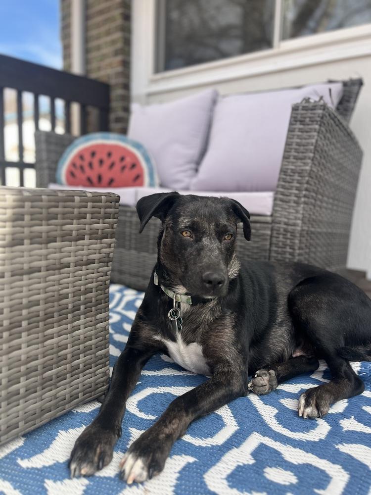 Boddye / Lillith, a Adoptable mixed breed in Broomfield, CO image 6/6