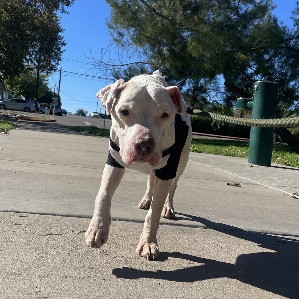 Jack, Adoptable, Senior Male American Staffordshire Terrier.