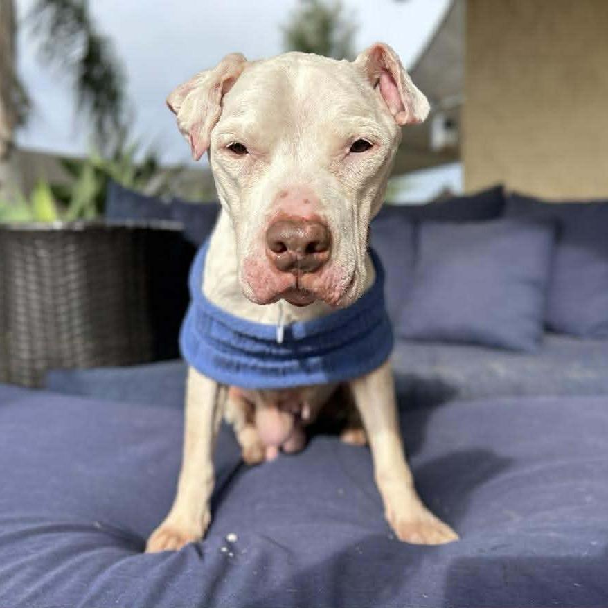 Enlarge Jack, a Adoptable American Staffordshire Terrier in Silver Spring, MD image 2/6