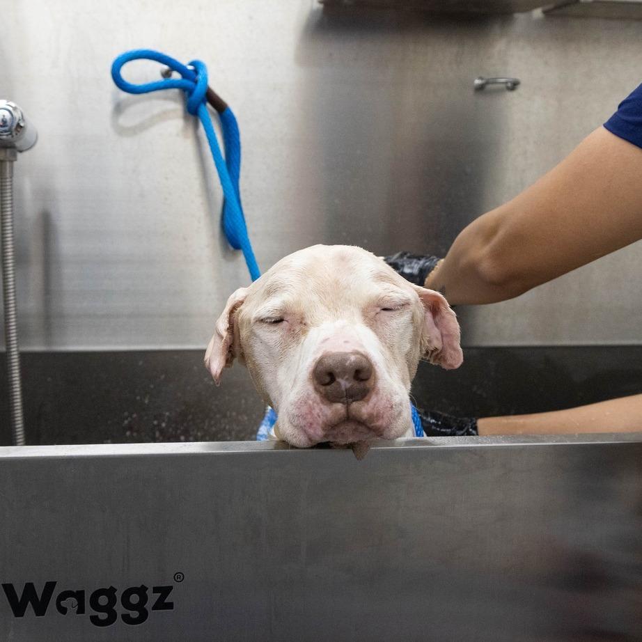 Enlarge Jack, a Adoptable American Staffordshire Terrier in Silver Spring, MD image 3/6