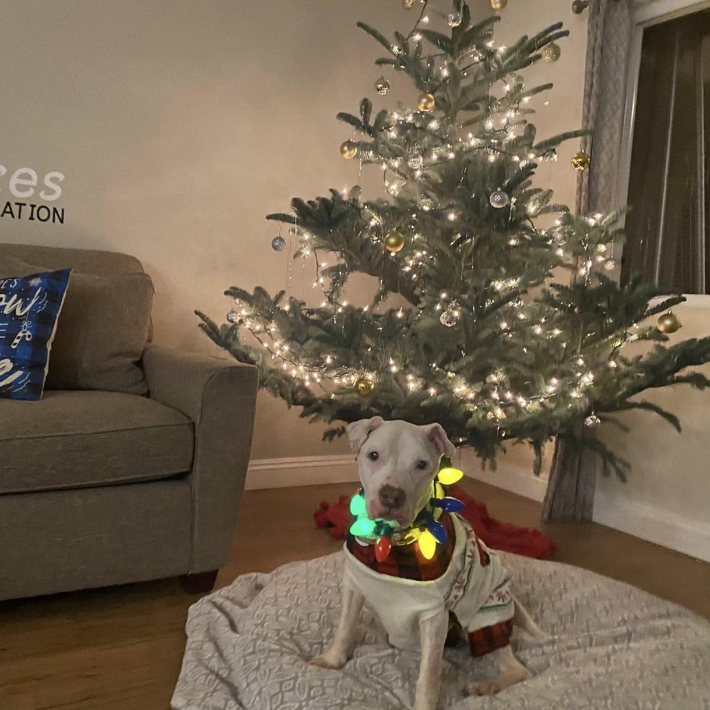 Enlarge Jack, a Adoptable American Staffordshire Terrier in Silver Spring, MD image 4/6