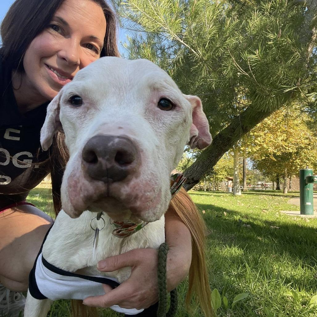 Enlarge Jack, a Adoptable American Staffordshire Terrier in Silver Spring, MD image 5/6
