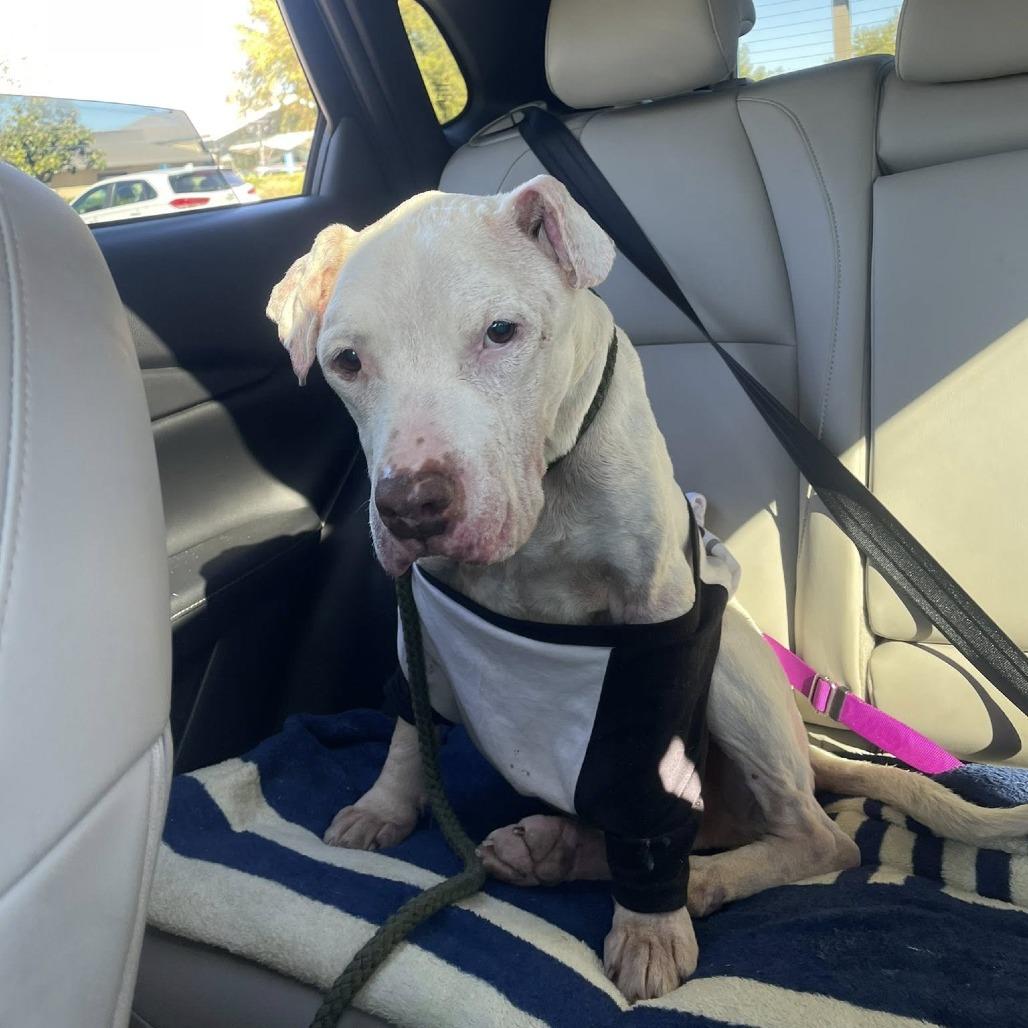 Enlarge Jack, a Adoptable American Staffordshire Terrier in Silver Spring, MD image 6/6