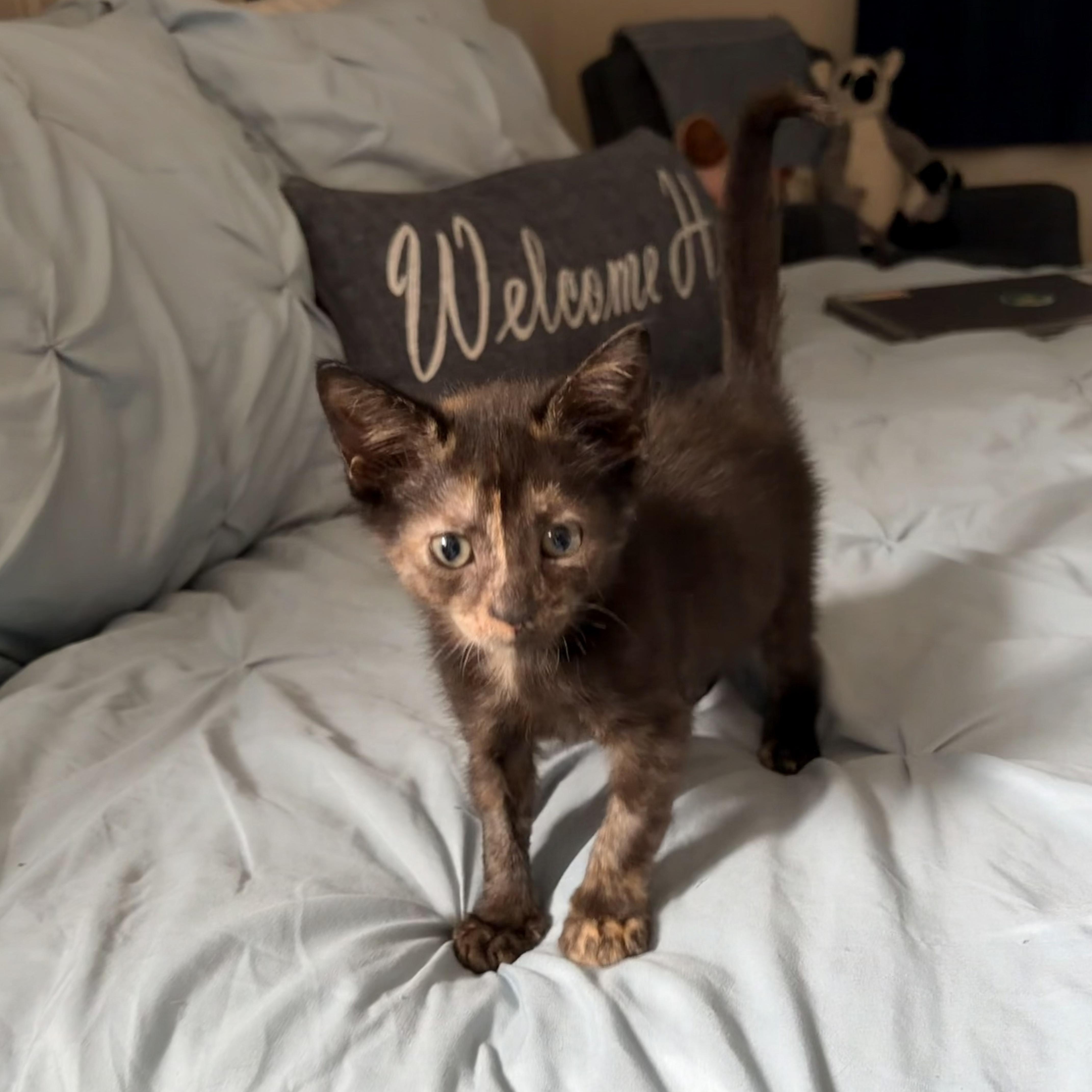 Pua, Adoptable, Kitten Female Domestic Short Hair.