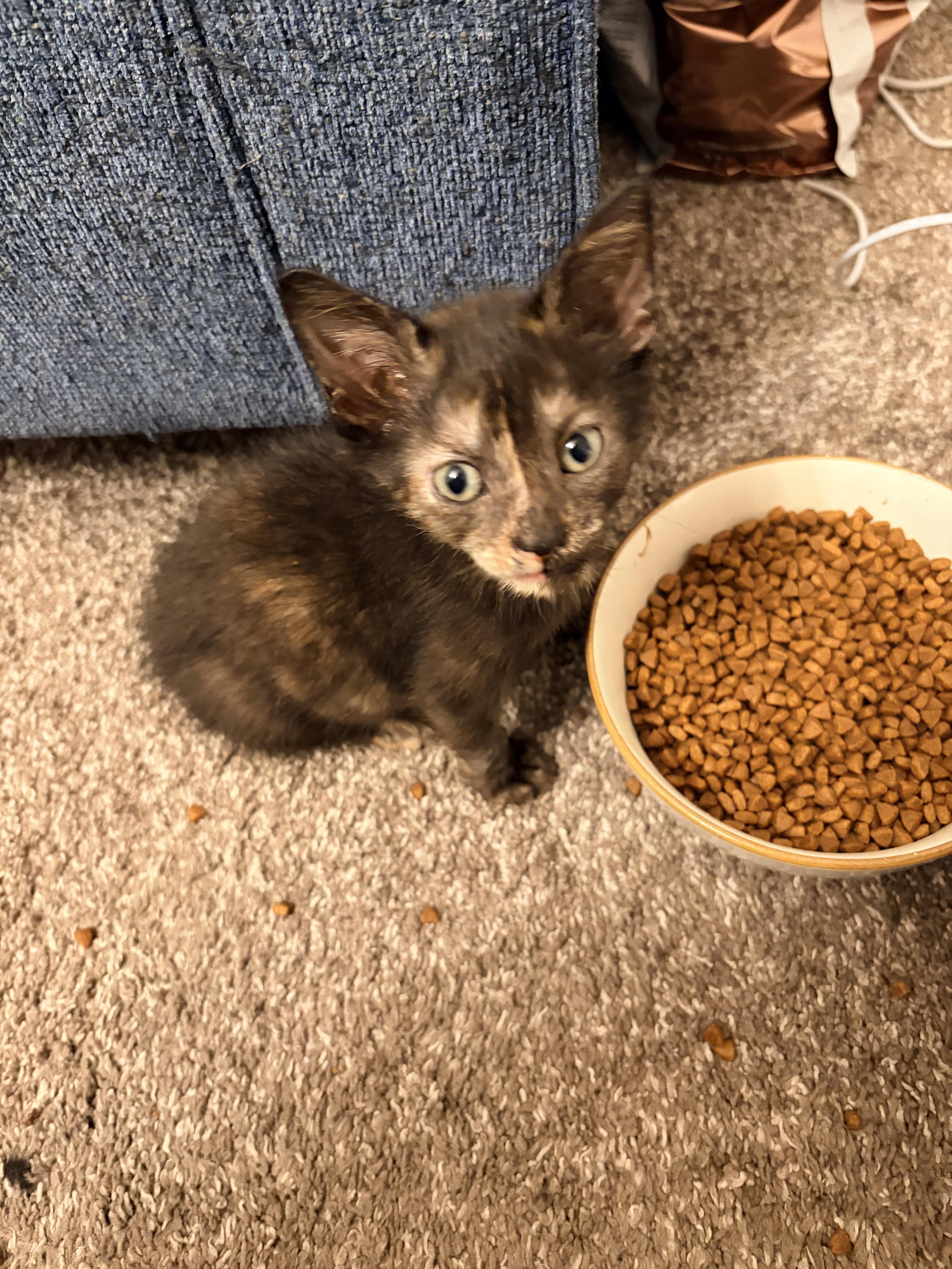 Enlarge Pua, a Adoptable Domestic Short Hair in Haddon Heights, NJ image 2/3