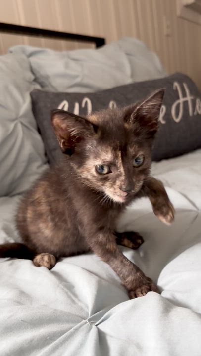 Enlarge Pua, a Adoptable Domestic Short Hair in Haddon Heights, NJ video 3/3