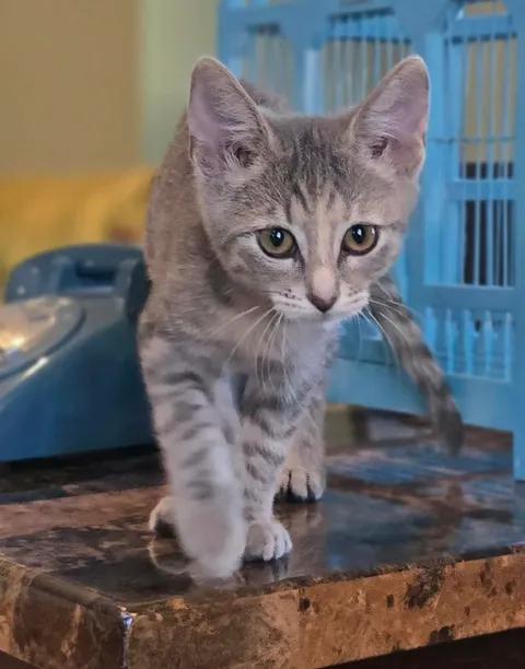 Enlarge Wonder Woman, a Adoptable Domestic Short Hair in Saint Charles, MO image 3/3