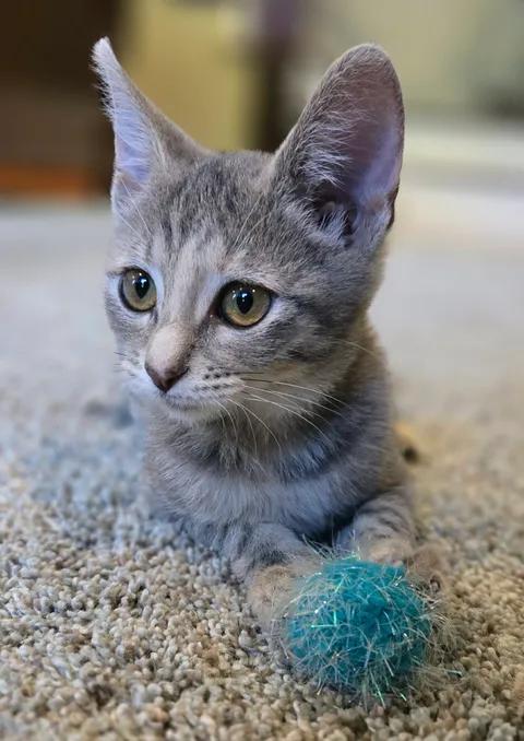 Enlarge Wonder Woman, a Adoptable Domestic Short Hair in Saint Charles, MO image 2/3