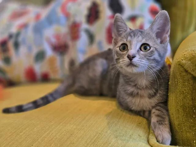 Wonder Woman, Adoptable, Kitten Female Domestic Short Hair.