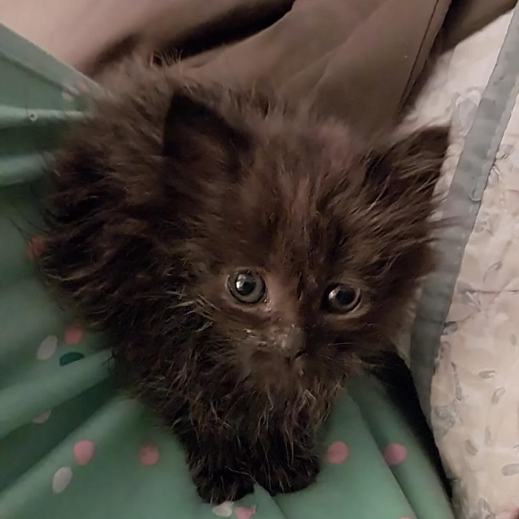 Enlarge Munchkin, a Adoptable Domestic Long Hair in Baker City, OR image 1/1