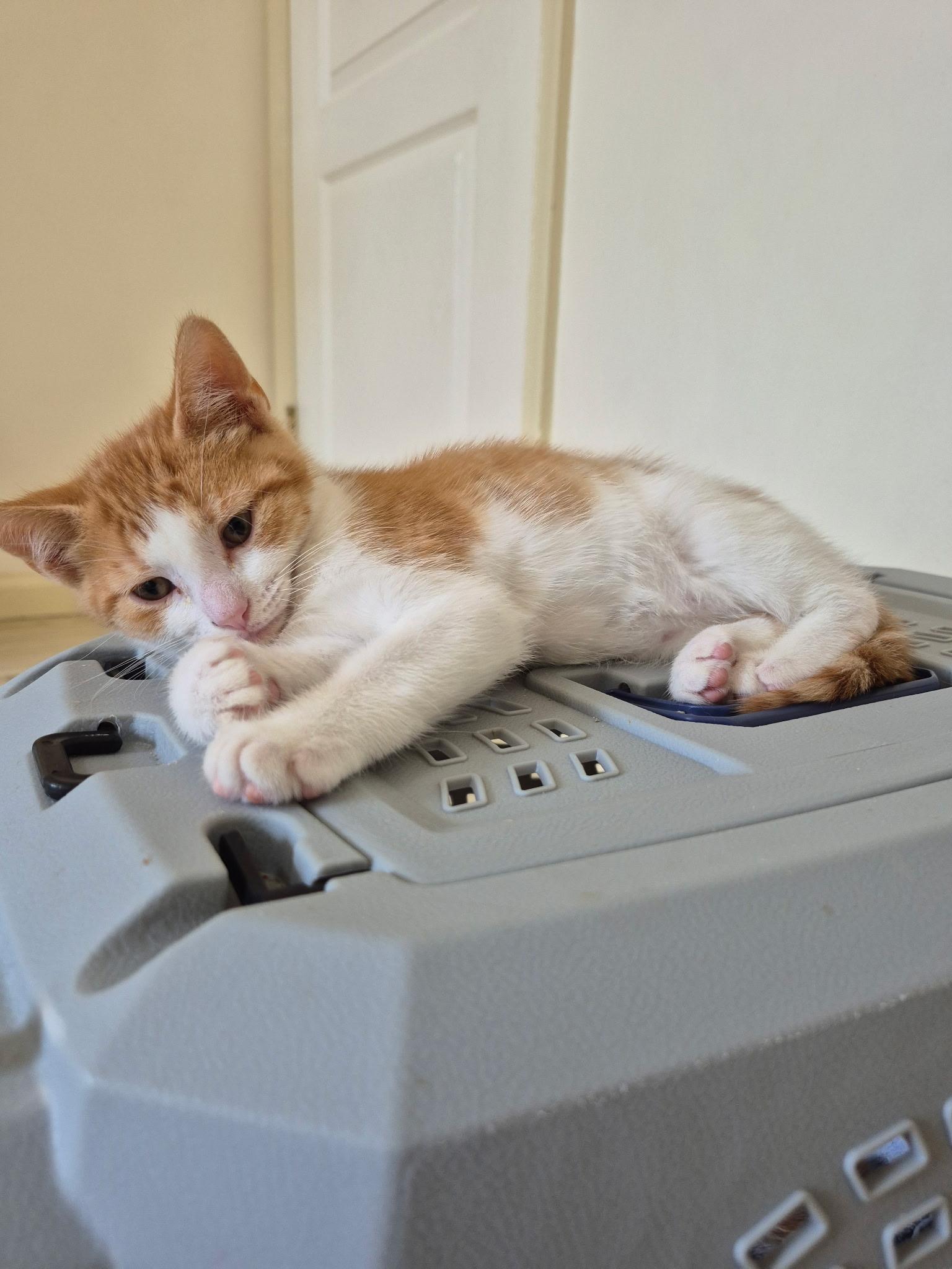 Enlarge Butterscotch, an adopted Domestic Short Hair in Philadelphia, PA image 2/2